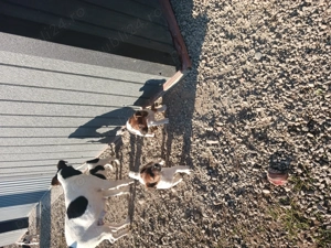 C țeluși fox terrier - imagine 4