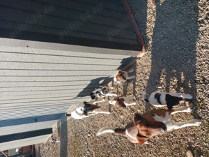 C țeluși fox terrier - imagine 5