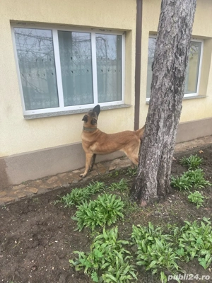 Belgian Malinois - imagine 3