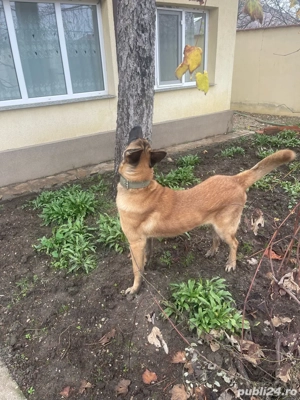 Belgian Malinois - imagine 4