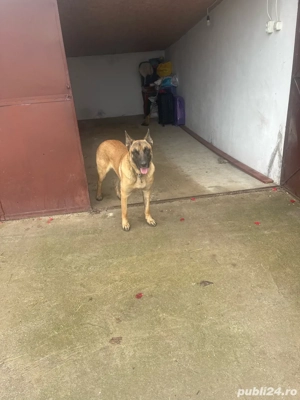 Belgian Malinois - imagine 2