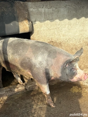 vand porc de craciun