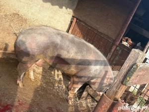 vand porc de craciun - imagine 3