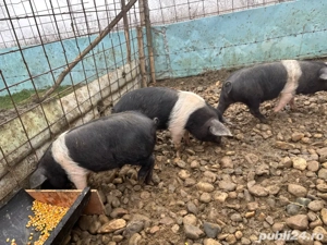 Purcei bazna de vanzare. - imagine 3