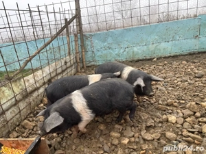 Purcei bazna de vanzare. - imagine 2