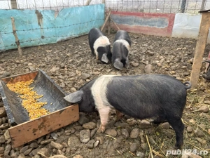 Purcei bazna de vanzare. - imagine 4