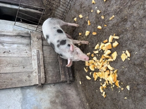 Porc pentru rotisor crescut bio 100% - imagine 2