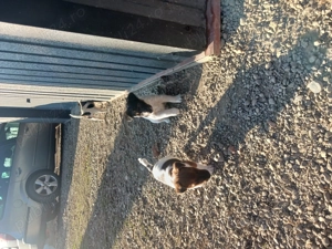 C țeluși fox terrier - imagine 2