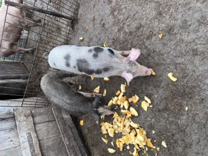 Porc pentru rotisor crescut bio 100% - imagine 4