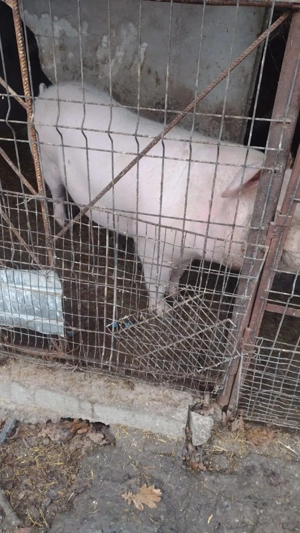 Vând porc,crescut la țară!140kg - imagine 2