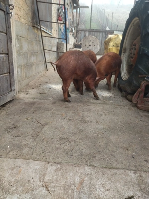 Porci de vanzare - imagine 2