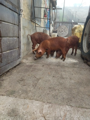 Porci de vanzare - imagine 4