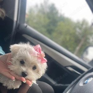 Bichon maltez pui - imagine 2