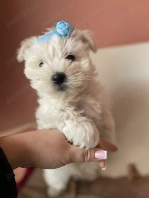 Bichon maltez pui - imagine 4