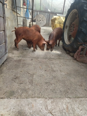 Porci de vanzare - imagine 5