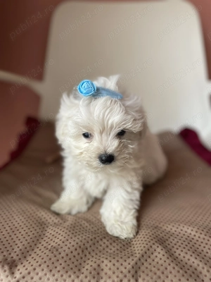 Bichon maltez pui - imagine 5