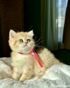 British Shorthair Orange  - imagine 3