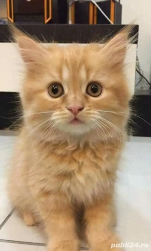 Siberiana de Pădure  - imagine 3