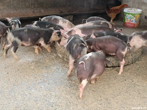 Cei mai mâncăciosi - imagine 3