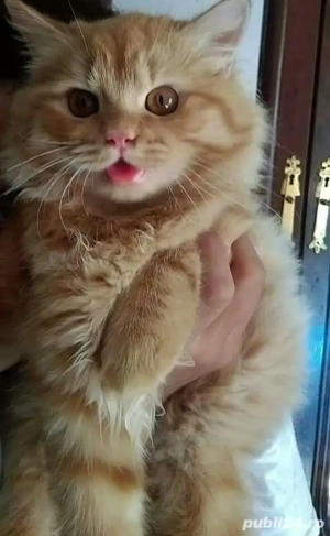 Siberiana de Pădure  - imagine 2