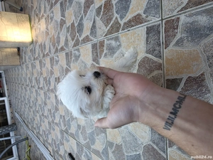 bishon maltez - imagine 2