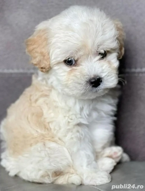 Bichon Maltez foate jucaus  - imagine 3