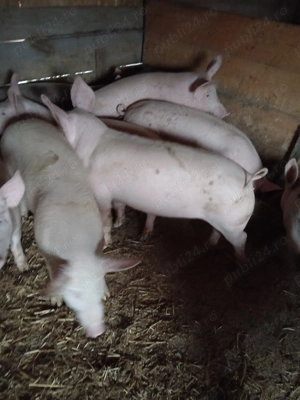 Soldani frumosi  - imagine 3