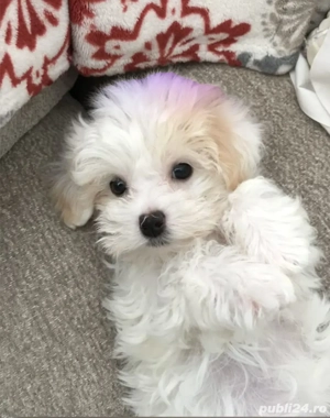 Bichon mini toy 