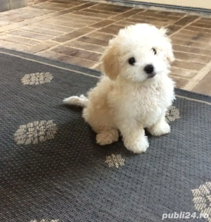 Bichon Maltez 