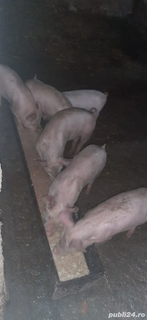 Vand 4 purcelusi si 2 purceluse - imagine 2