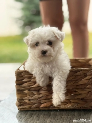 bichon maltez 8 saptamani  - imagine 3