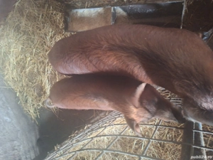Vind purcei duroc originari 
