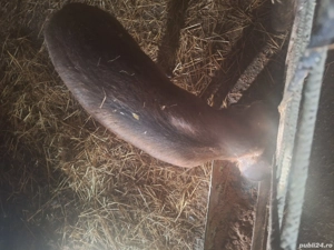 Vind purcei duroc originari  - imagine 2