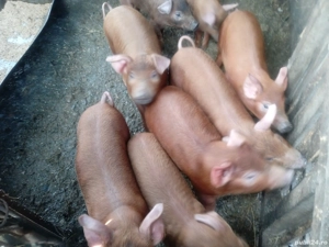 purcei de rasă duroc pură din montă  - imagine 2