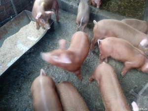 purcei de rasă duroc pură din montă 