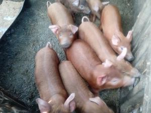 Purcei de 6 săptămâni rasă duroc originali din montă pură  - imagine 2