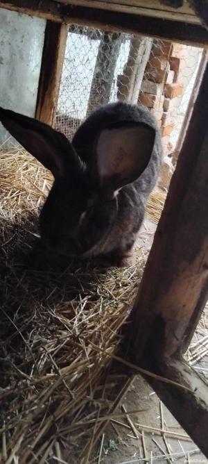 iupuris urias german.gri si fluture german