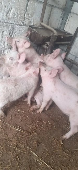 Vand 8 purcei.varsta 3 luni - imagine 3