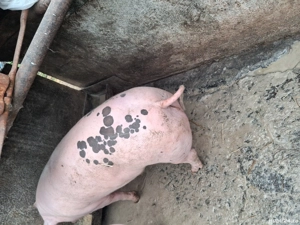 vind porci - imagine 3