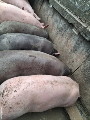  0sapte52858017_arvunesc porci craciun