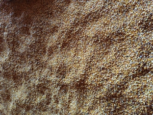 Vând porumb de anul asta