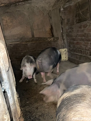 Vand porci aprox 170kg - imagine 5