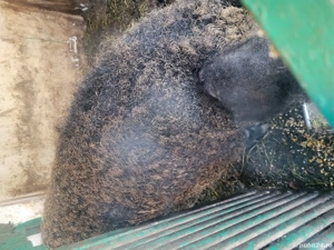 vind porc Mangalita - imagine 2