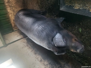 vind porc Mangalita - imagine 3