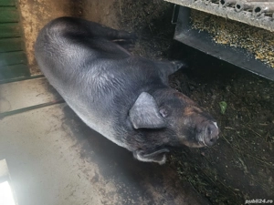 vind porc Mangalita - imagine 4