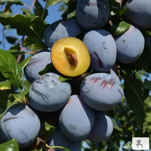 Prune de vânzare!!
