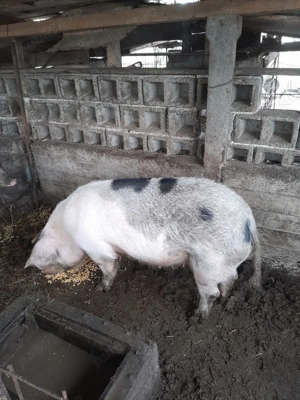 Vând porci  - imagine 2