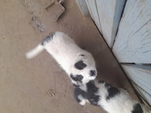 Vând căței asia central  - imagine 2