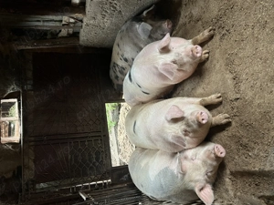 Mai sunt 3 bucăți. Viu sau tranșat . - imagine 2