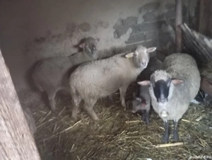 Vand 3 oi fătate si 4 oi nefătate - imagine 2